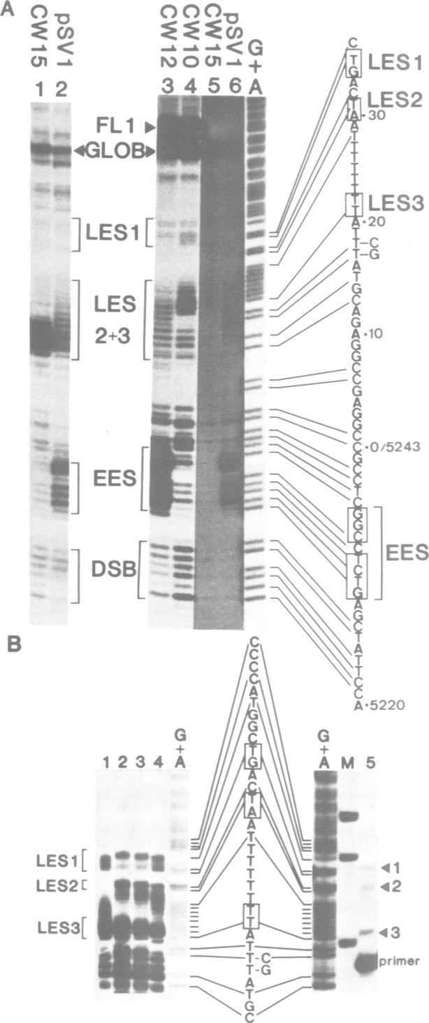 https://cdn.ncbi.nlm.nih.gov/pmc/blobs/cd76/555330/388da0f38c1a/emboj00262-0170-a.jpg