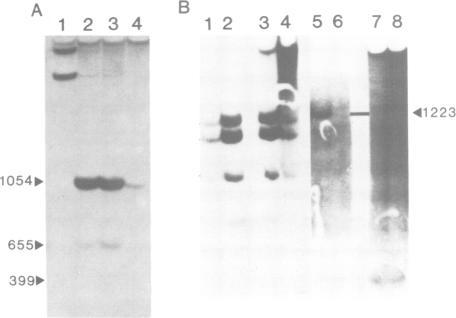 https://cdn.ncbi.nlm.nih.gov/pmc/blobs/cd76/555330/4d7b3b15c708/emboj00262-0172-a.jpg