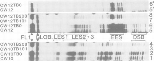 https://cdn.ncbi.nlm.nih.gov/pmc/blobs/cd76/555330/78f0df56493a/emboj00262-0171-a.jpg