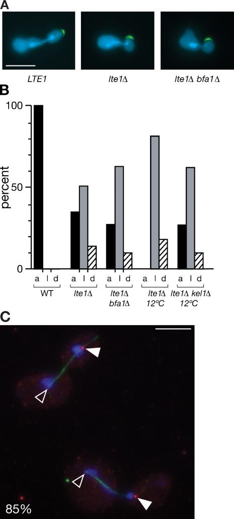 https://cdn.ncbi.nlm.nih.gov/pmc/blobs/cd78/2779235/19bfd268e449/JCB_200905114_RGB_Fig9.jpg