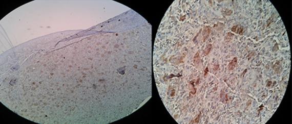 https://cdn.ncbi.nlm.nih.gov/pmc/blobs/cd78/4885679/dc26ca781e99/jds-17-98-g002.jpg