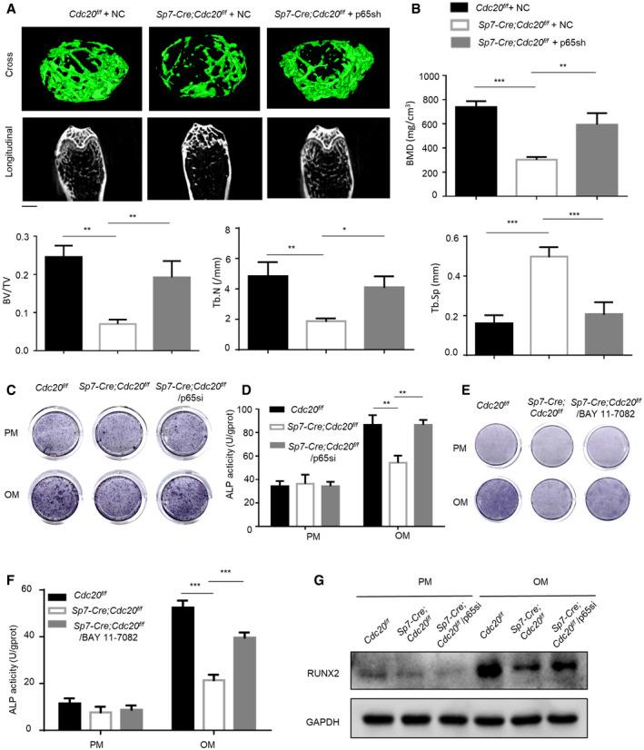 https://cdn.ncbi.nlm.nih.gov/pmc/blobs/cd7b/8419691/ba4b8a5c0fb8/EMBR-22-e52576-g004.jpg