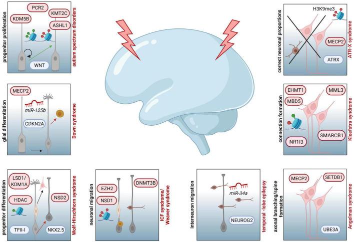 https://cdn.ncbi.nlm.nih.gov/pmc/blobs/cd7b/8595945/4dc416034760/fnins-15-776809-g002.jpg