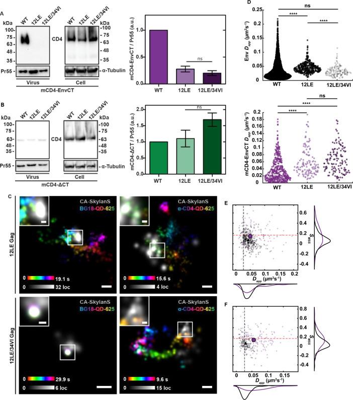 https://cdn.ncbi.nlm.nih.gov/pmc/blobs/cd82/12090761/16ab5ca119c1/jvi.02105-24.f003.jpg