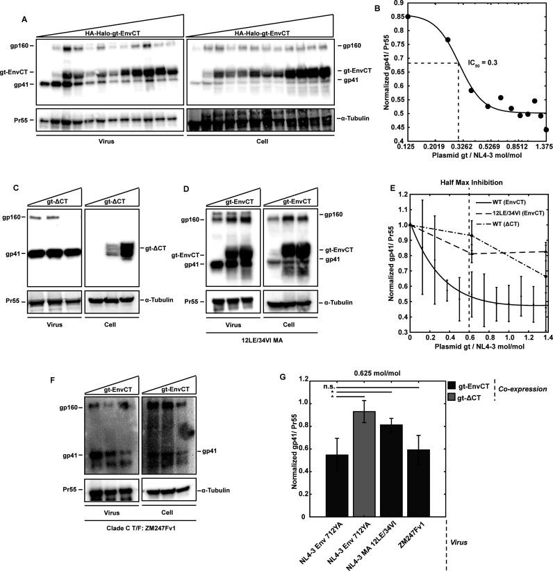 https://cdn.ncbi.nlm.nih.gov/pmc/blobs/cd82/12090761/9ee8ec3df859/jvi.02105-24.f004.jpg