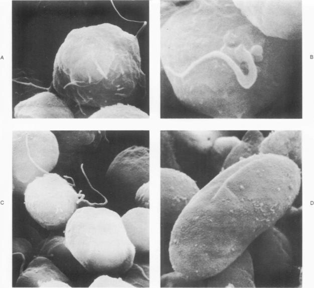 https://cdn.ncbi.nlm.nih.gov/pmc/blobs/cd85/2032290/f85764777634/amjpathol00455-0080-a.jpg