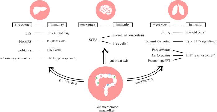 https://cdn.ncbi.nlm.nih.gov/pmc/blobs/cd88/7264227/561d3b9c2e20/41422_2020_332_Fig3_HTML.jpg
