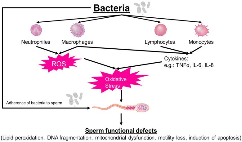 https://cdn.ncbi.nlm.nih.gov/pmc/blobs/cd8b/11122306/454c1724aad2/jcm-13-02841-g001.jpg