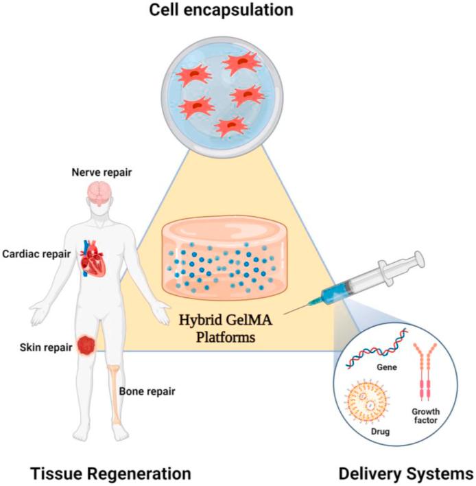 https://cdn.ncbi.nlm.nih.gov/pmc/blobs/cd8b/8424393/4da6cb7f833c/gr11.jpg