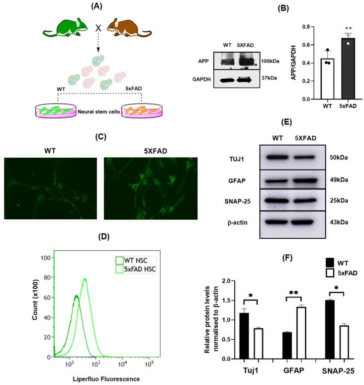https://cdn.ncbi.nlm.nih.gov/pmc/blobs/cd8c/9179411/220975894c18/cells-11-01770-g001.jpg