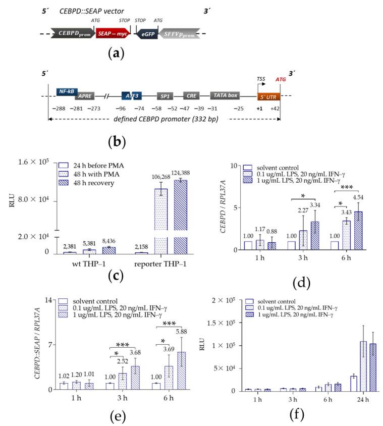 https://cdn.ncbi.nlm.nih.gov/pmc/blobs/cd8f/8002291/ade08a11f68d/ijms-22-03022-g002.jpg