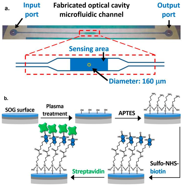 https://cdn.ncbi.nlm.nih.gov/pmc/blobs/cd90/7824430/a1f3066d3366/biosensors-11-00004-g003.jpg