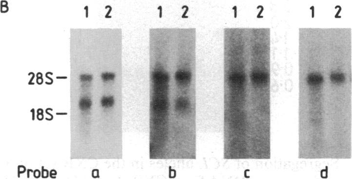 https://cdn.ncbi.nlm.nih.gov/pmc/blobs/cd92/50915/d4d593522182/pnas01053-0198-a.jpg