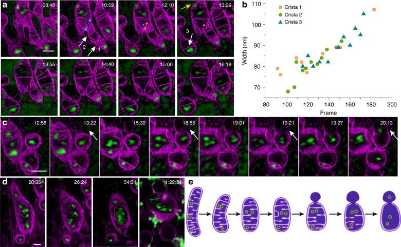 https://cdn.ncbi.nlm.nih.gov/pmc/blobs/cd94/11116397/ab3b76cc7545/41377_2024_1463_Fig5_HTML.jpg