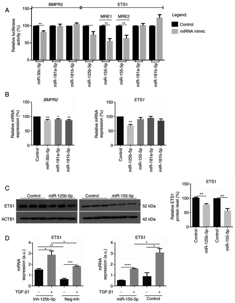 https://cdn.ncbi.nlm.nih.gov/pmc/blobs/cd96/8904080/febbed77587b/IJMM-49-04-05108-g05.jpg