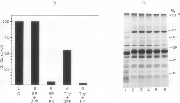 https://cdn.ncbi.nlm.nih.gov/pmc/blobs/cd98/1055731/f16947cbac2c/plntphys00634-0202-a.jpg