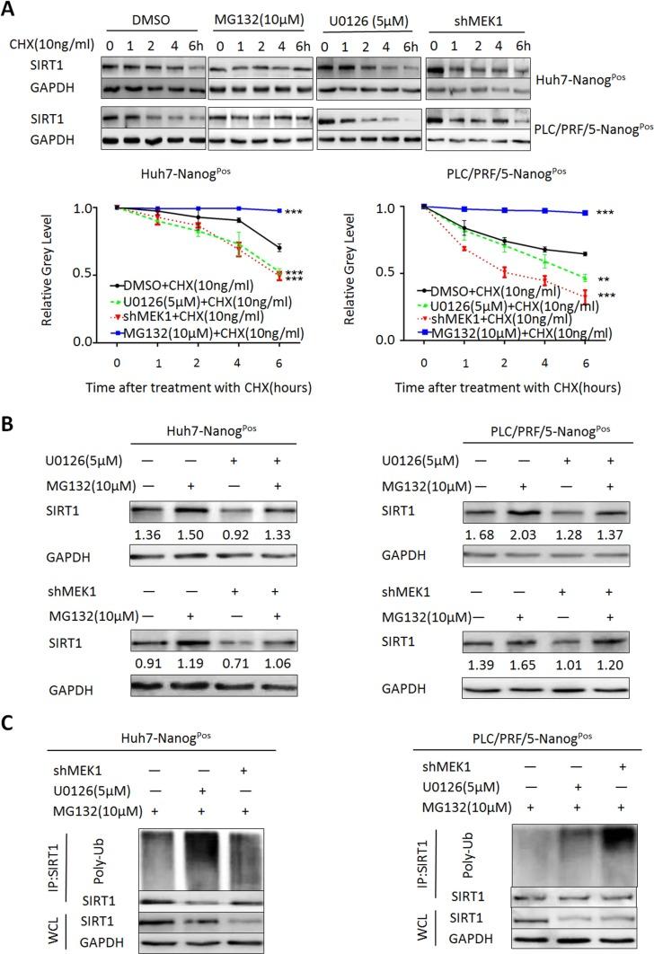 https://cdn.ncbi.nlm.nih.gov/pmc/blobs/cd9a/4991478/026aee7e5b94/oncotarget-07-20597-g006.jpg