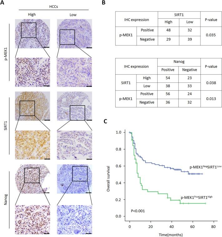 https://cdn.ncbi.nlm.nih.gov/pmc/blobs/cd9a/4991478/063324373b0a/oncotarget-07-20597-g007.jpg