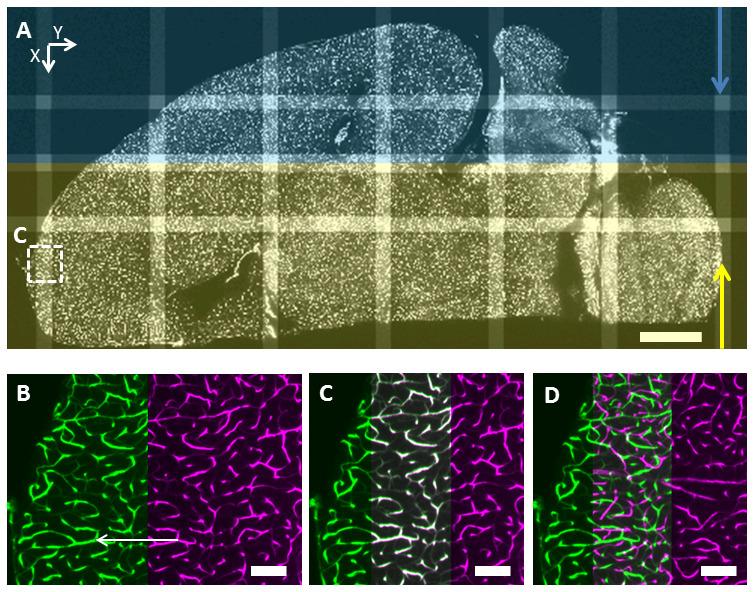 https://cdn.ncbi.nlm.nih.gov/pmc/blobs/cd9d/7954085/b1ffc6bf2ba7/f1000research-9-54151-g0001.jpg