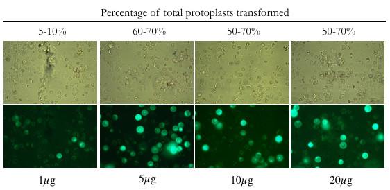 https://cdn.ncbi.nlm.nih.gov/pmc/blobs/cd9e/1524957/4217b814f211/1746-4811-2-13-1.jpg