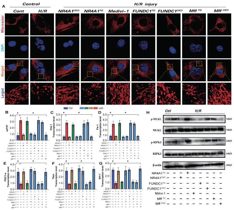 https://cdn.ncbi.nlm.nih.gov/pmc/blobs/cd9f/11380451/b1ce38cf1070/ijbsv20p4458g006.jpg