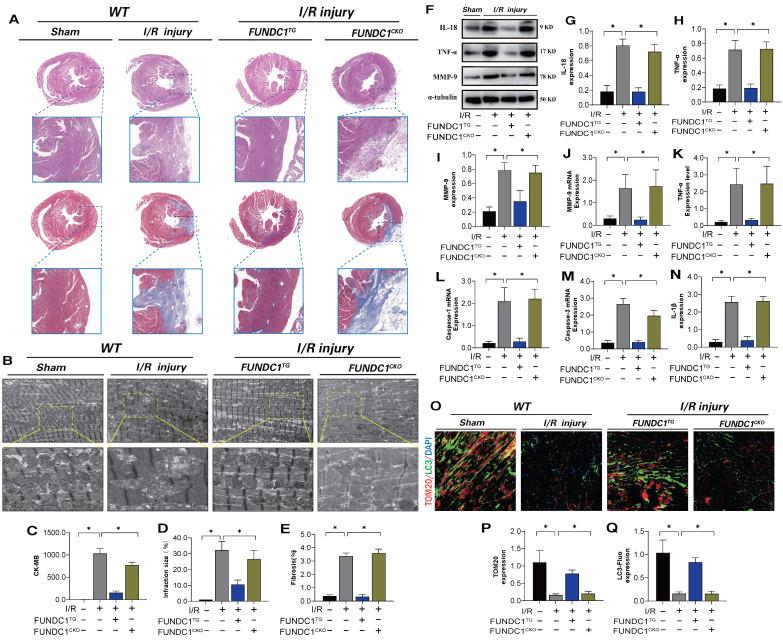 https://cdn.ncbi.nlm.nih.gov/pmc/blobs/cd9f/11380451/c4d8b946c8f1/ijbsv20p4458g009.jpg
