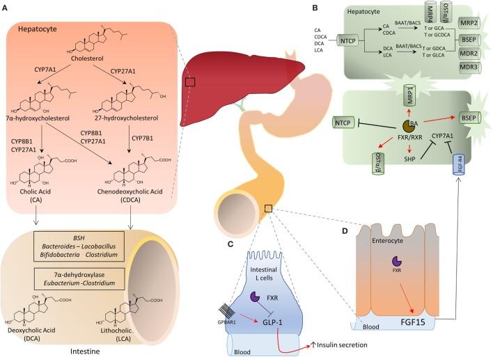 https://cdn.ncbi.nlm.nih.gov/pmc/blobs/cda0/6099188/70b329c9ed02/fimmu-09-01853-g001.jpg