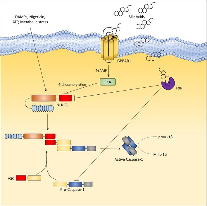 https://cdn.ncbi.nlm.nih.gov/pmc/blobs/cda0/6099188/84801caa9fe6/fimmu-09-01853-g004.jpg