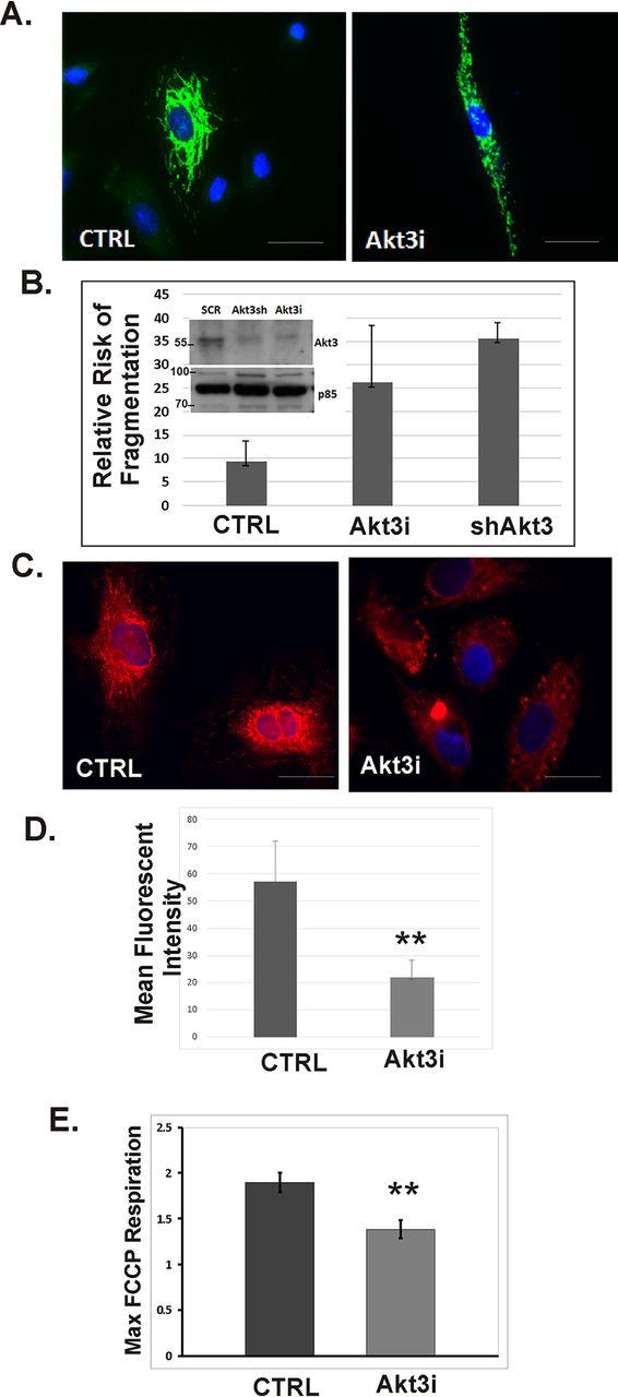 https://cdn.ncbi.nlm.nih.gov/pmc/blobs/cda0/7939459/e3decd173975/gr1.jpg