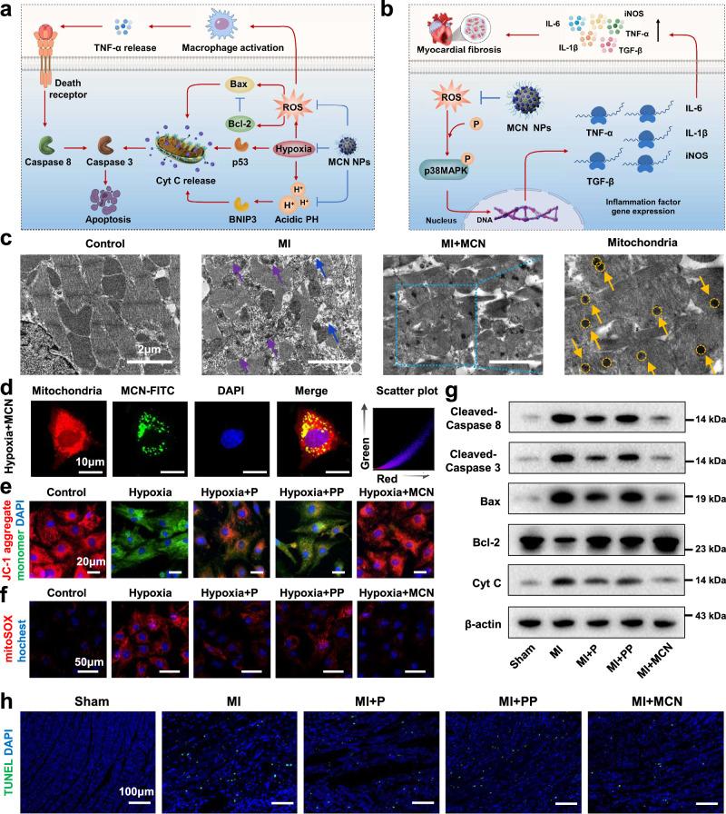 https://cdn.ncbi.nlm.nih.gov/pmc/blobs/cda4/11300711/702f46afa87b/41467_2024_50854_Fig4_HTML.jpg