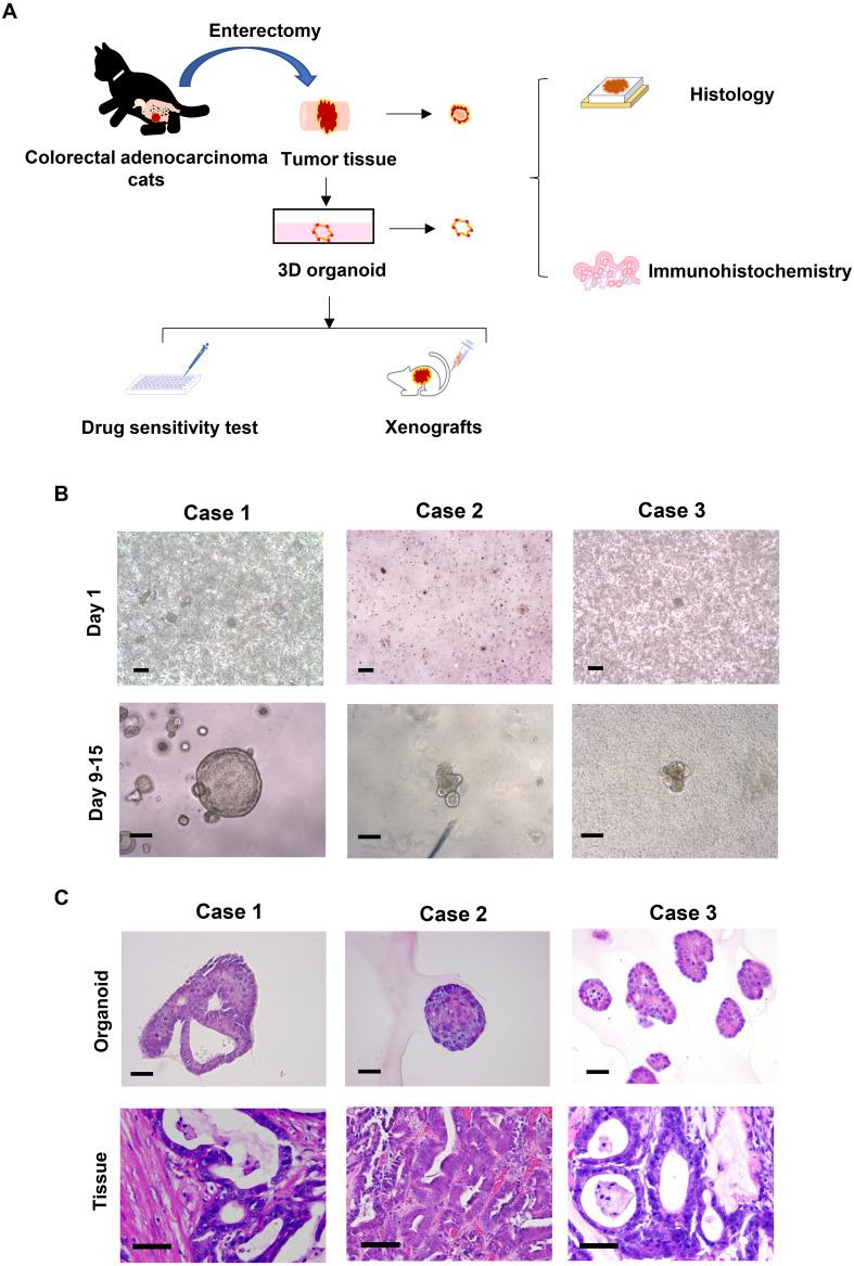 https://cdn.ncbi.nlm.nih.gov/pmc/blobs/cda5/12246603/ab124ee21f15/jvms-87-7-752-g001.jpg