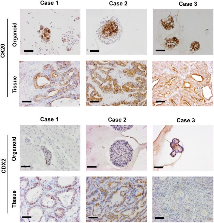 https://cdn.ncbi.nlm.nih.gov/pmc/blobs/cda5/12246603/efddff8af7ac/jvms-87-7-752-g002.jpg