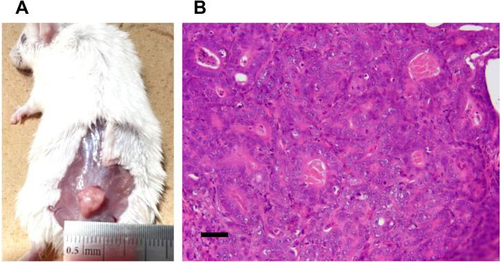 https://cdn.ncbi.nlm.nih.gov/pmc/blobs/cda5/12246603/f9442043d2b8/jvms-87-7-752-g003.jpg
