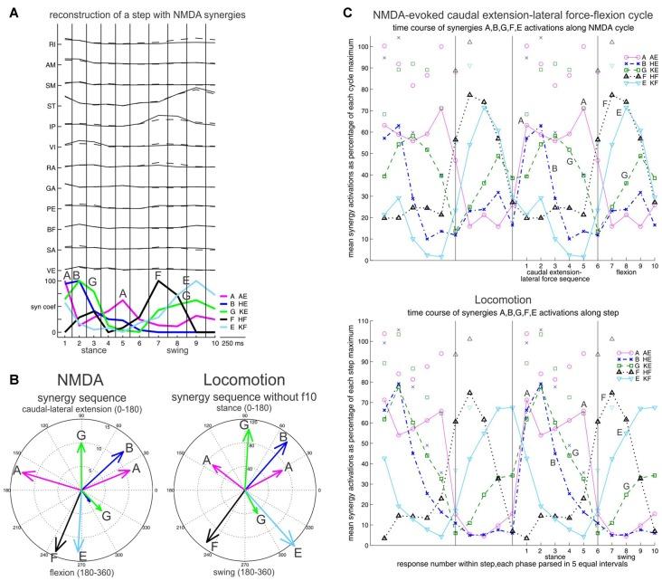https://cdn.ncbi.nlm.nih.gov/pmc/blobs/cda6/5727018/4039c54036f4/fncir-11-00098-g0006.jpg