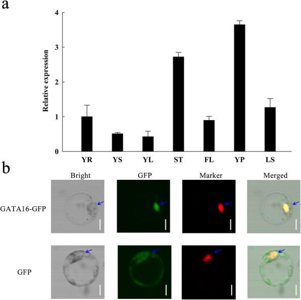 https://cdn.ncbi.nlm.nih.gov/pmc/blobs/cda7/8116401/7f9dcb472ec2/12284_2021_485_Fig3_HTML.jpg