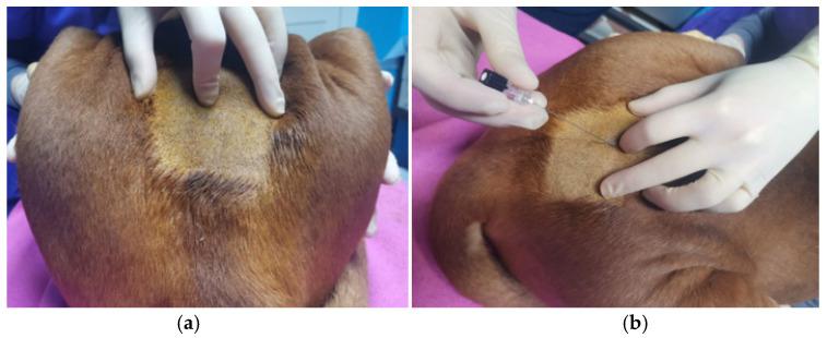 https://cdn.ncbi.nlm.nih.gov/pmc/blobs/cdac/9367435/068be4b53d26/animals-12-01920-g005.jpg