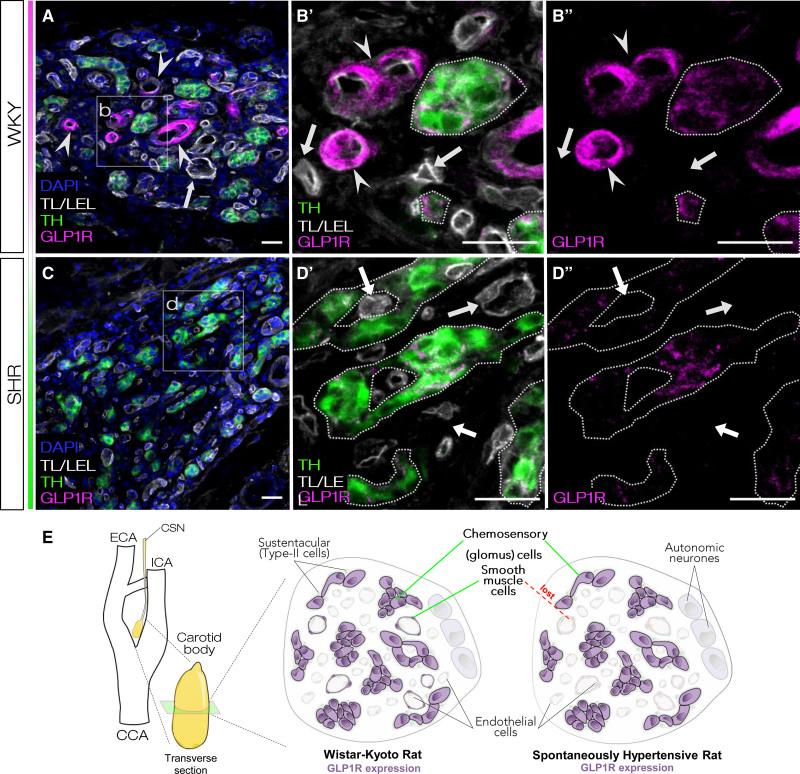 https://cdn.ncbi.nlm.nih.gov/pmc/blobs/cdad/8893134/42a42a10677a/res-130-694-g002.jpg