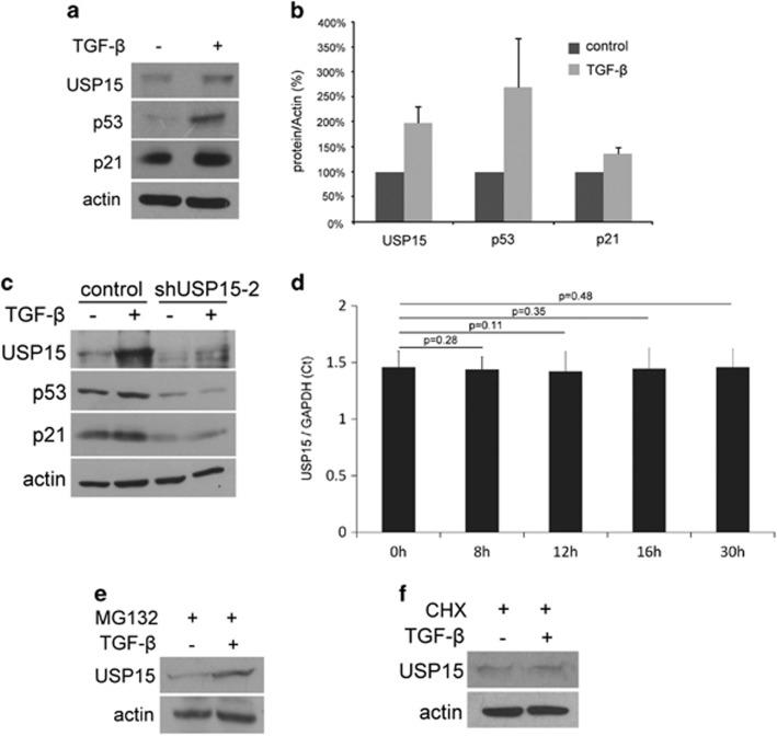 https://cdn.ncbi.nlm.nih.gov/pmc/blobs/cdae/5442427/5acf2a207376/onc2016424f5.jpg