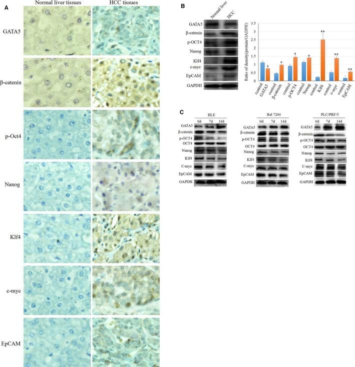 https://cdn.ncbi.nlm.nih.gov/pmc/blobs/cdaf/6433710/ef7196360016/JCMM-23-2536-g001.jpg