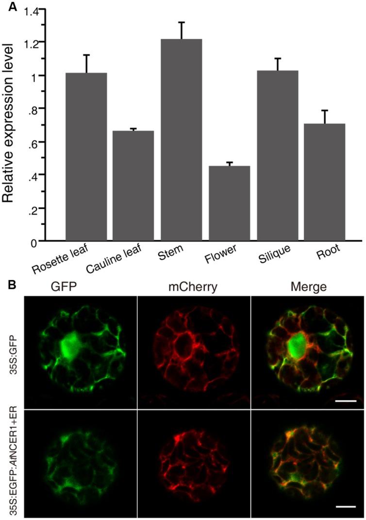 https://cdn.ncbi.nlm.nih.gov/pmc/blobs/cdb4/4473688/7fc1e284491e/fpls-06-00460-g002.jpg