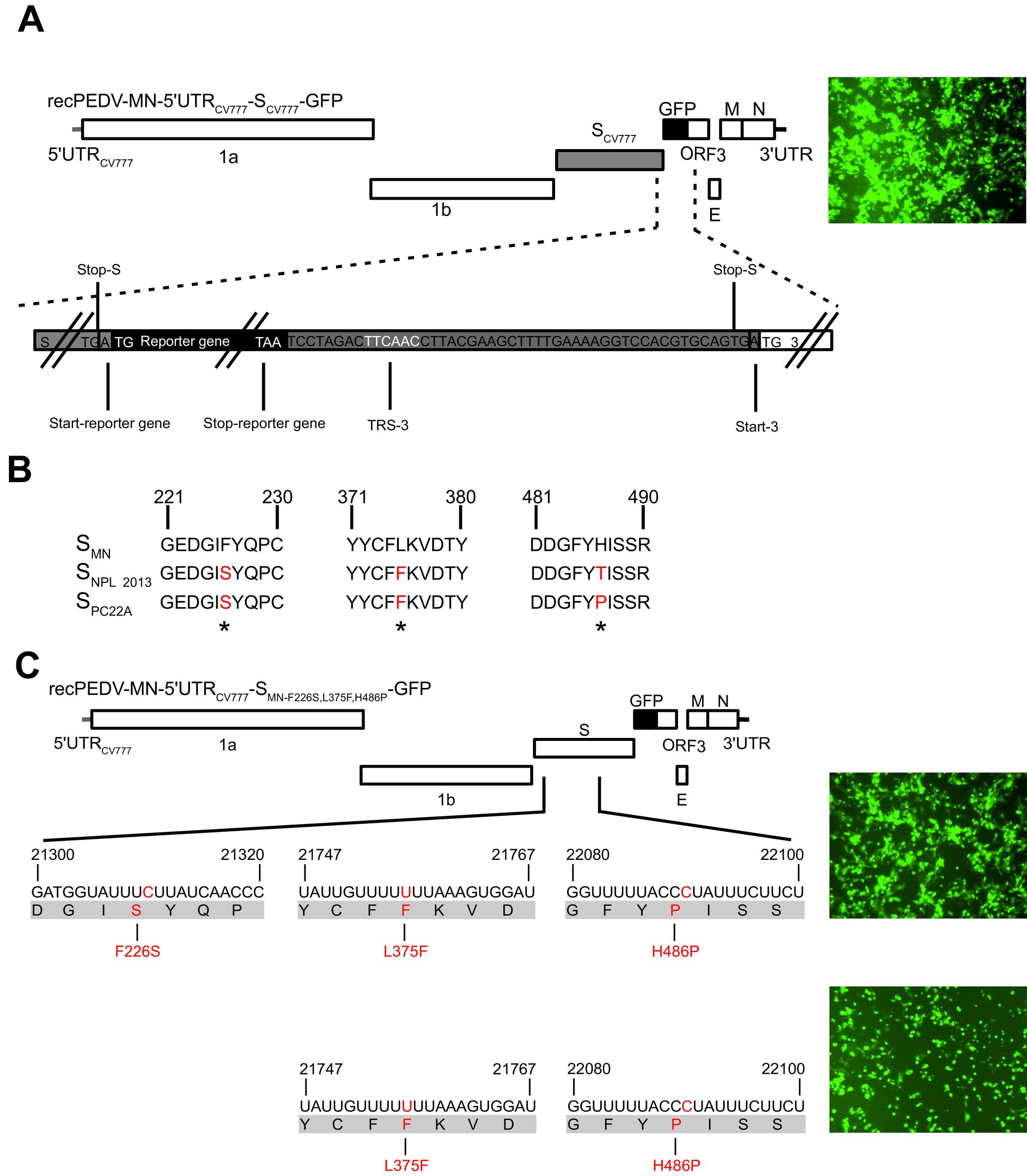 https://cdn.ncbi.nlm.nih.gov/pmc/blobs/cdb7/10373562/89009d898444/jvi.01964-22-f003.jpg