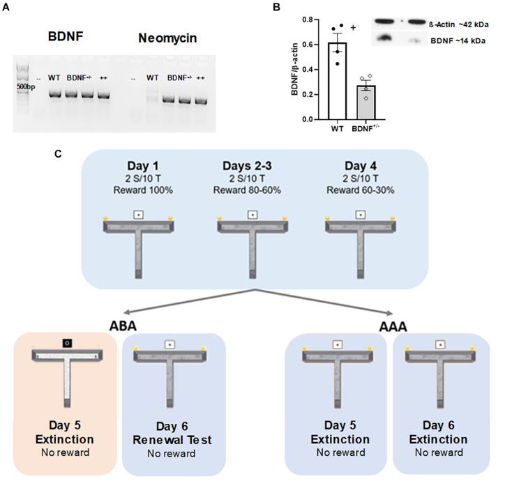 https://cdn.ncbi.nlm.nih.gov/pmc/blobs/cdbb/8119774/2caa10a38690/fnbeh-15-658686-g001.jpg