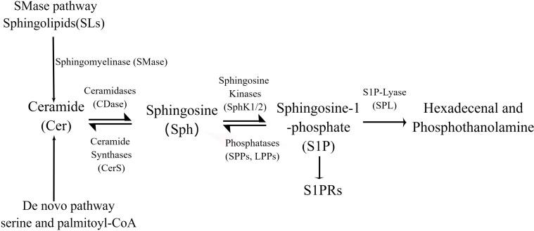 https://cdn.ncbi.nlm.nih.gov/pmc/blobs/cdbe/10932966/ceaa02405463/fimmu-15-1362459-g002.jpg