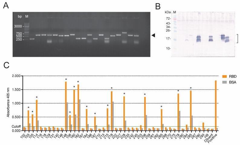 https://cdn.ncbi.nlm.nih.gov/pmc/blobs/cdc2/10301551/65a72c1767ae/viruses-15-01252-g001.jpg