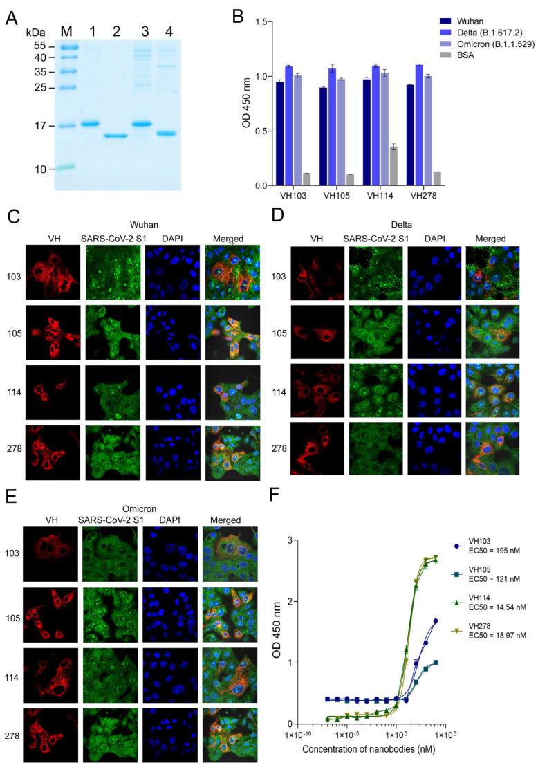 https://cdn.ncbi.nlm.nih.gov/pmc/blobs/cdc2/10301551/ca322c6e1184/viruses-15-01252-g002.jpg