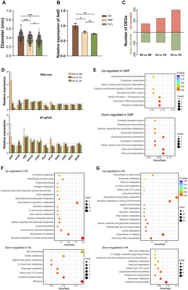 https://cdn.ncbi.nlm.nih.gov/pmc/blobs/cdc8/12238033/5642270dca5b/fmicb-16-1586233-g0003.jpg