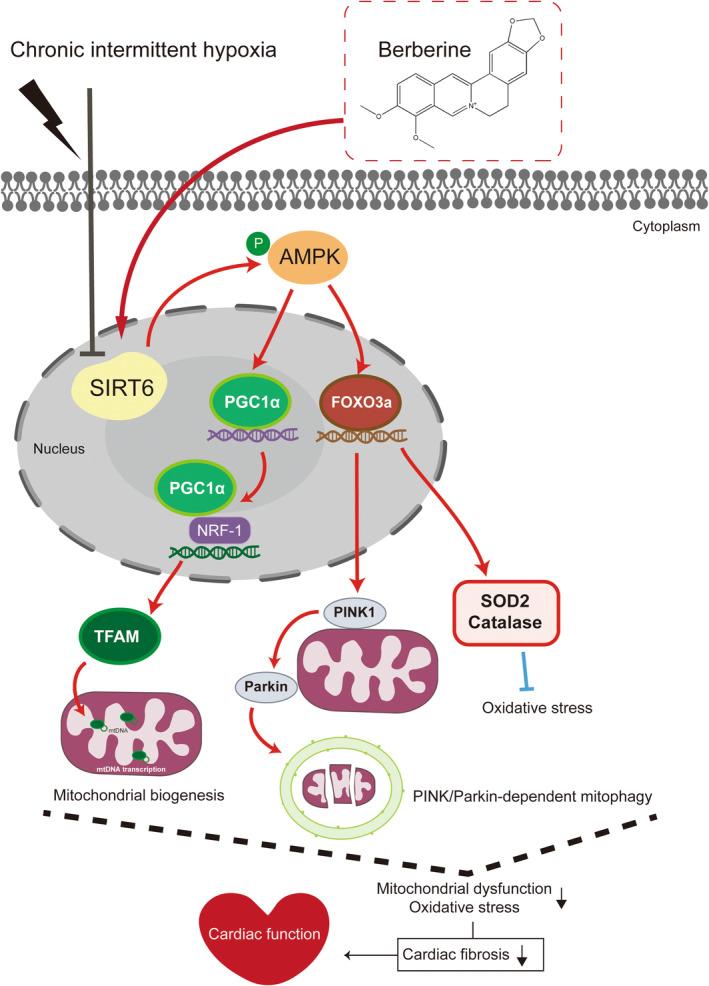 https://cdn.ncbi.nlm.nih.gov/pmc/blobs/cdcb/11187832/25d6f220640c/JCMM-28-e18407-g004.jpg