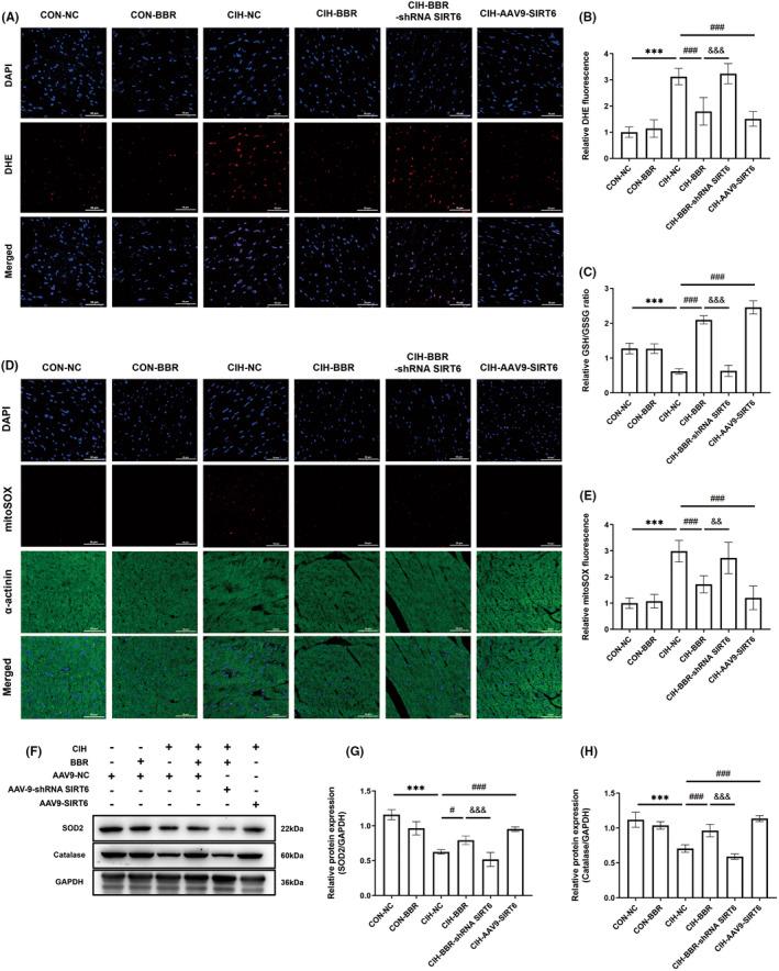 https://cdn.ncbi.nlm.nih.gov/pmc/blobs/cdcb/11187832/3682feea9f97/JCMM-28-e18407-g002.jpg
