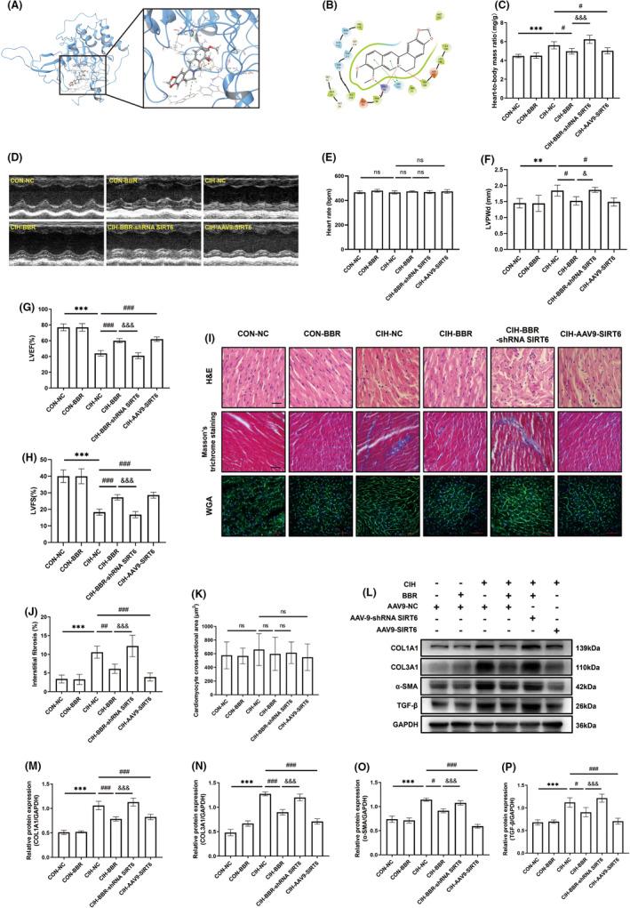 https://cdn.ncbi.nlm.nih.gov/pmc/blobs/cdcb/11187832/febb4038cd29/JCMM-28-e18407-g005.jpg