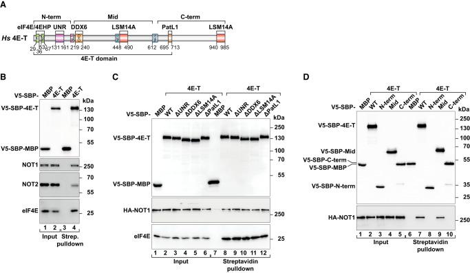 https://cdn.ncbi.nlm.nih.gov/pmc/blobs/cdcc/7263148/1eeeaf9612c1/847f02.jpg